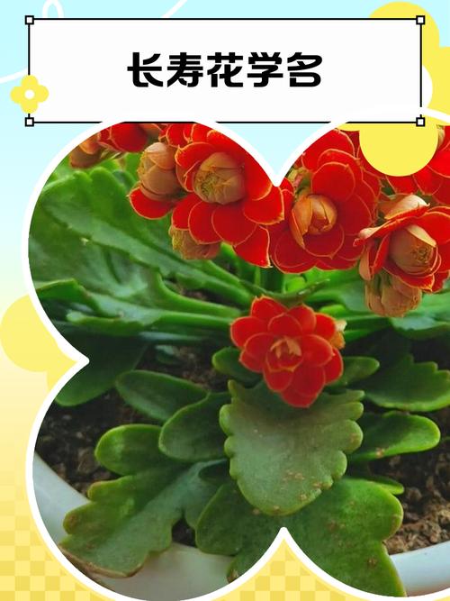 羽叶长寿花品种知多少？-图1