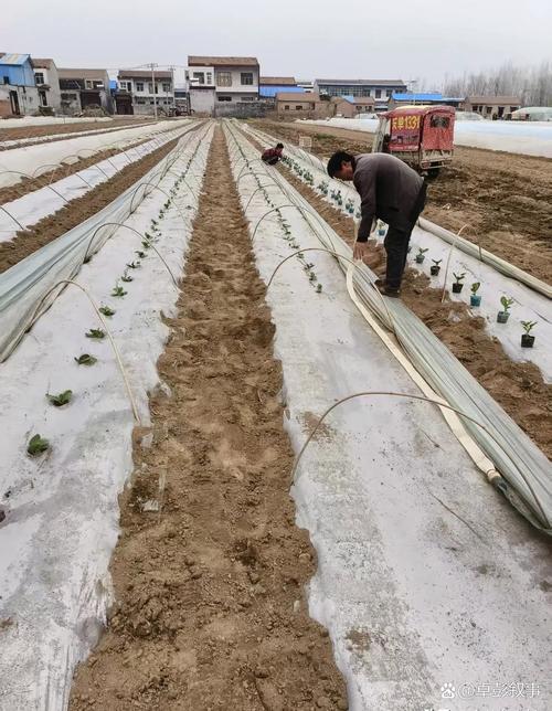 养青蛙技术视频垄上行,如何养青蛙?-图1 养青蛙技术视频垄上行,如何养青蛙?-图1