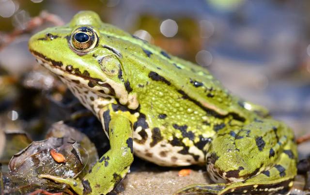 养青蛙技术视频垄上行,如何养青蛙?-图3 养青蛙技术视频垄上行,如何养青蛙?-图3