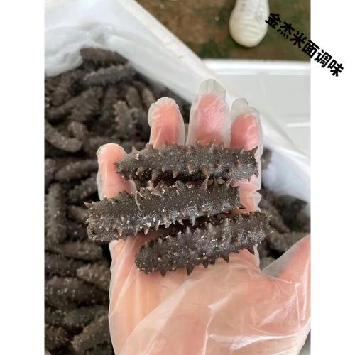 霞浦海参2025年价格会涨还是跌?-图1 霞浦海参2025年价格会涨还是跌?-图1