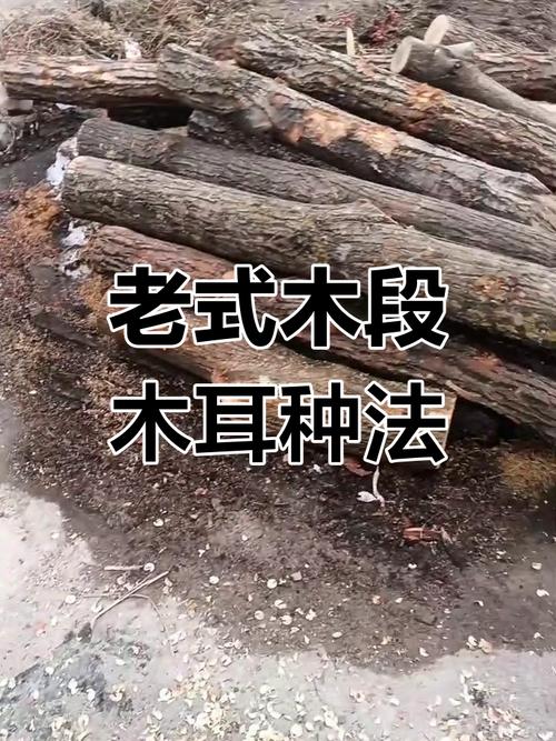 木培木耳技术视频,如何在家成功培育?-图2 木培木耳技术视频,如何在家成功培育?-图2