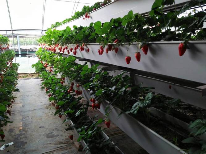 草莓立体栽培技术图片-图1 草莓立体栽培技术图片-图1