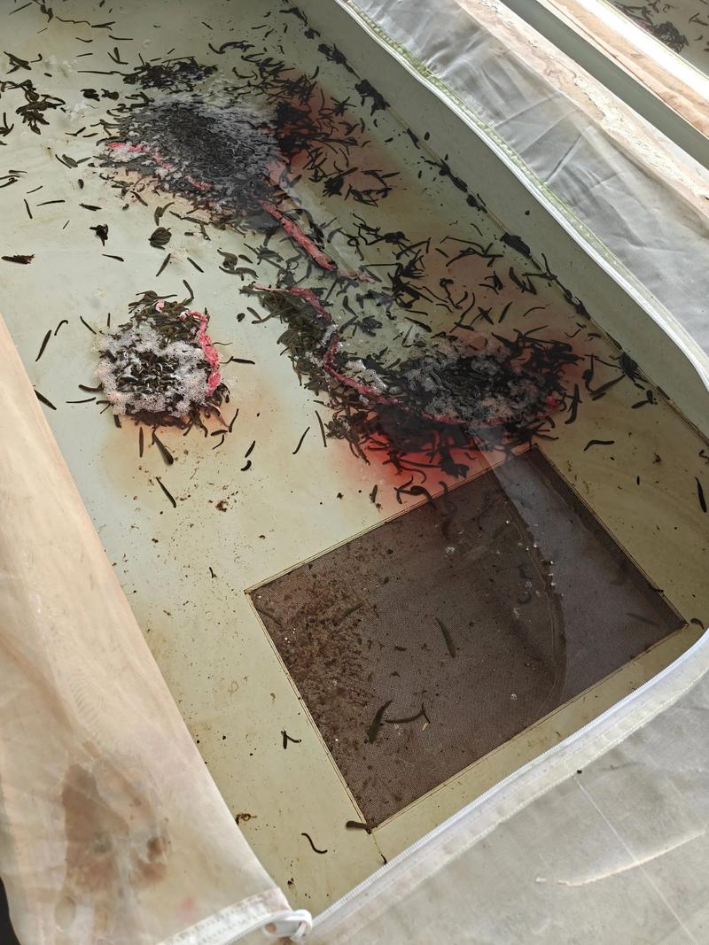 裕农世纪水蛭养殖技术,难点究竟在哪?-图2 裕农世纪水蛭养殖技术,难点究竟在哪?-图2