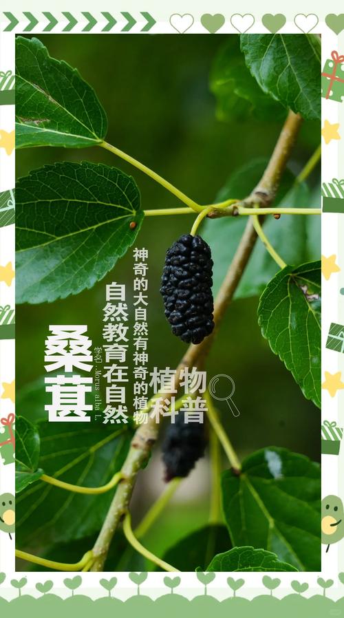 桑葚种植技术与效益,如何高效实现?-图2 桑葚种植技术与效益,如何高效实现?-图2