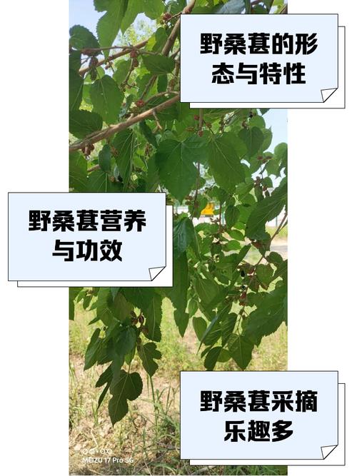 桑葚种植技术与效益,如何高效实现?-图3 桑葚种植技术与效益,如何高效实现?-图3