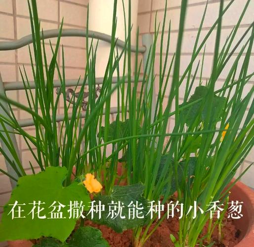 阳台种葱，如何管理才能高产？-图3