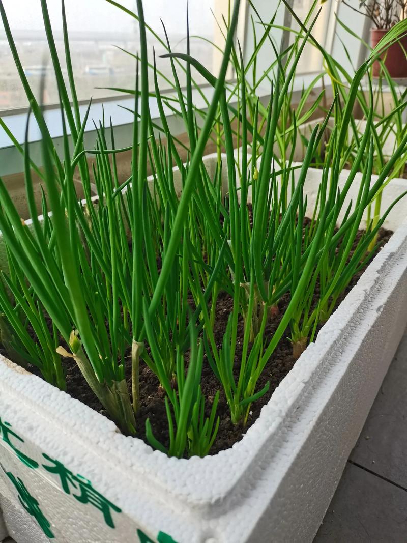 阳台种葱，如何管理才能高产？-图1