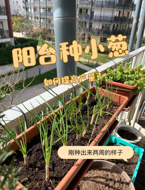阳台种葱，如何管理才能高产？-图2