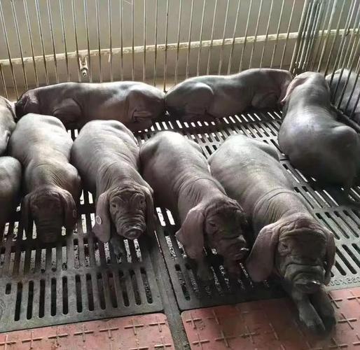 养猪技术去哪学最靠谱?-图1 养猪技术去哪学最靠谱?-图1