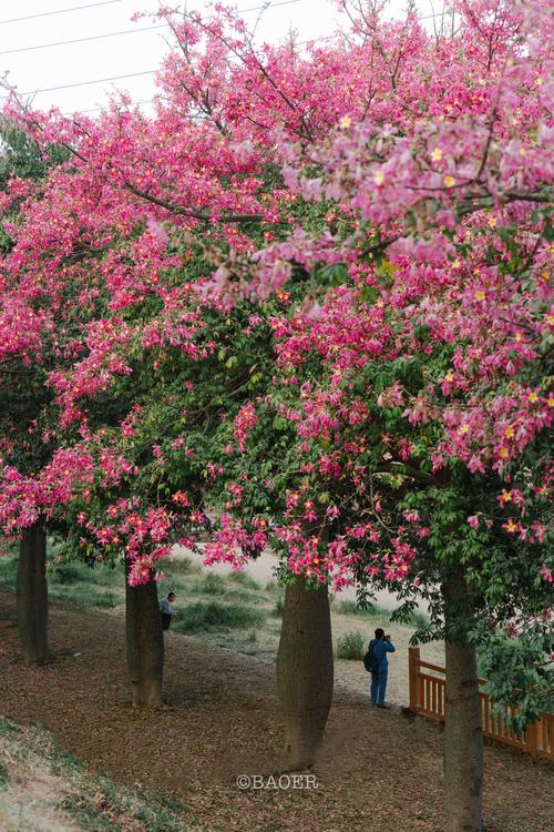 木棉树品种有多少?附图片可识别吗?-图1 木棉树品种有多少?附图片可识别吗?-图1