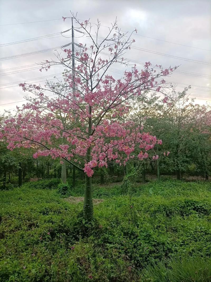 木棉树品种有多少?附图片可识别吗?-图3 木棉树品种有多少?附图片可识别吗?-图3