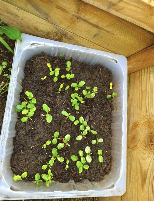 香椿育苗种植技术视频有哪些关键步骤？-图2