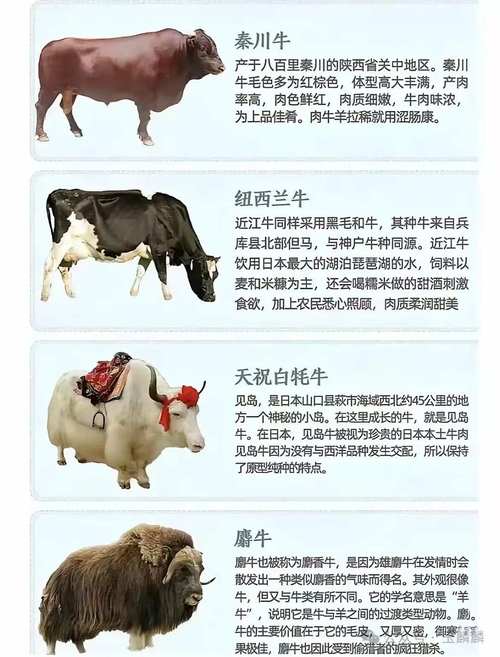 中国肉牛品种品质如何，市场竞争力怎样？-图3