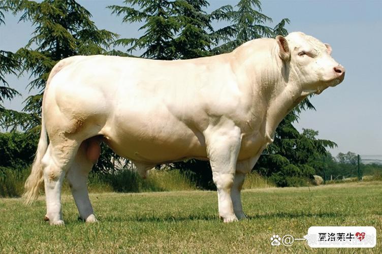 中国肉牛品种品质如何,市场竞争力怎样?-图1 中国肉牛品种品质如何,市场竞争力怎样?-图1