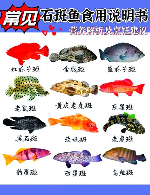 淡水石斑鱼到底有多少个品种?-图1 淡水石斑鱼到底有多少个品种?-图1