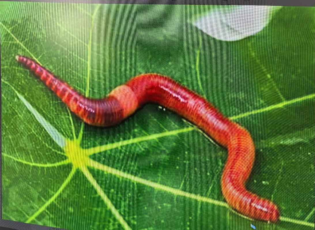 搜索养蚯蚓技术全视频,新手如何快速入门?-图3 搜索养蚯蚓技术全视频,新手如何快速入门?-图3