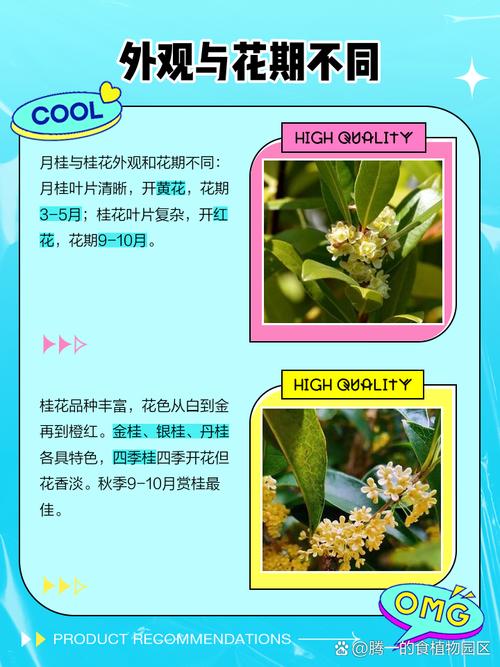 桂花树品种如何快速区分?-图1 桂花树品种如何快速区分?-图1