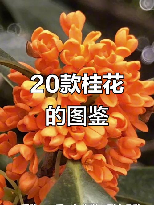 桂花树品种如何快速区分？-图3