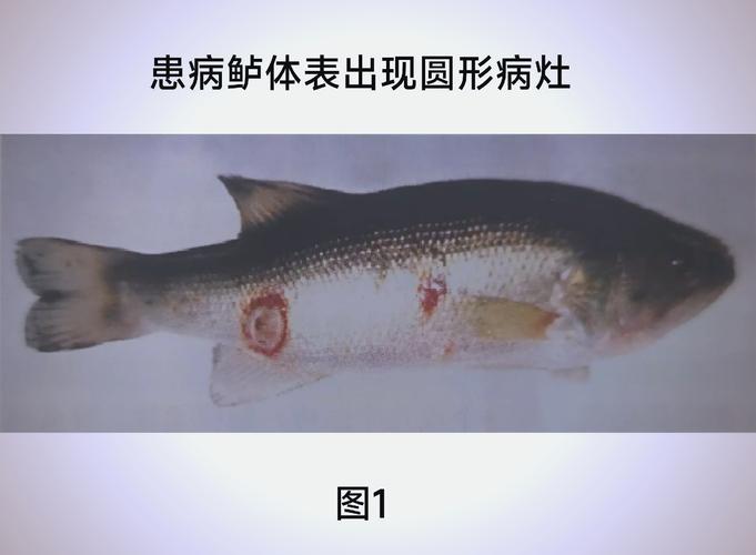 鲢鱼养殖技术及病害防治关键要点有哪些?-图1 鲢鱼养殖技术及病害防治关键要点有哪些?-图1