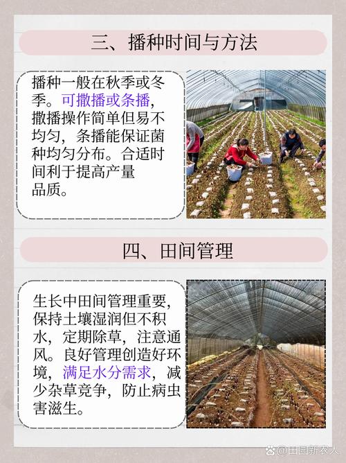 种蘑菇必学技术吗?-图1 种蘑菇必学技术吗?-图1