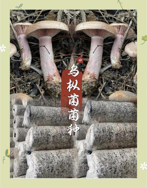 种蘑菇必学技术吗?-图2 种蘑菇必学技术吗?-图2