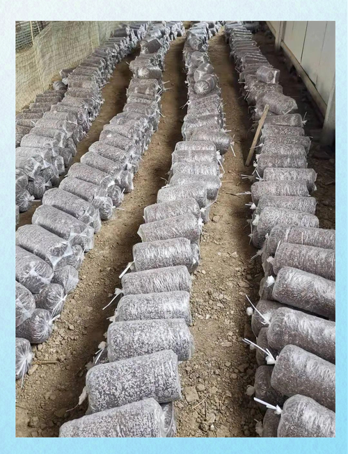 种蘑菇必学技术吗?-图3 种蘑菇必学技术吗?-图3