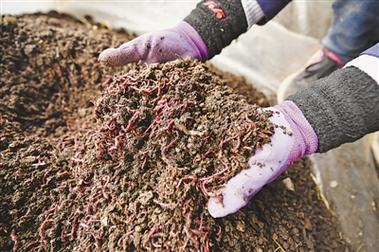 蚯蚓养殖技术MP4如何高效学习应用?-图1 蚯蚓养殖技术MP4如何高效学习应用?-图1