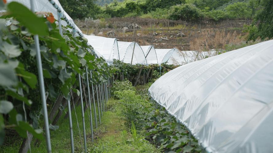 树葡萄大棚种植技术有哪些关键要点?-图3 树葡萄大棚种植技术有哪些关键要点?-图3