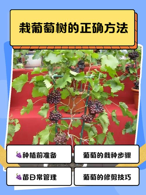 树葡萄大棚种植技术有哪些关键要点?-图2 树葡萄大棚种植技术有哪些关键要点?-图2