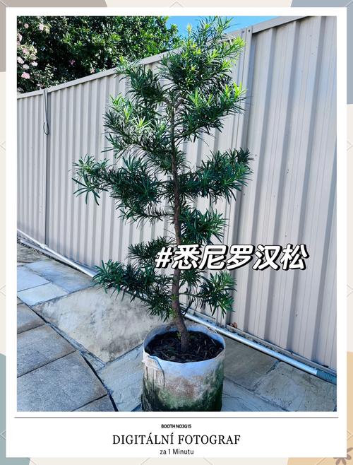 为何罗汉松品种有高矮之分?-图3 为何罗汉松品种有高矮之分?-图3