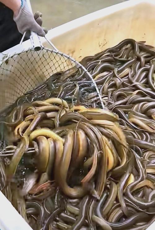 黄鳝养殖视频,新手能学会吗?-图3 黄鳝养殖视频,新手能学会吗?-图3