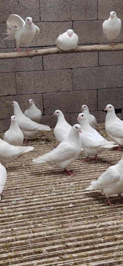 最重的肉鸽品种是什么？-图2