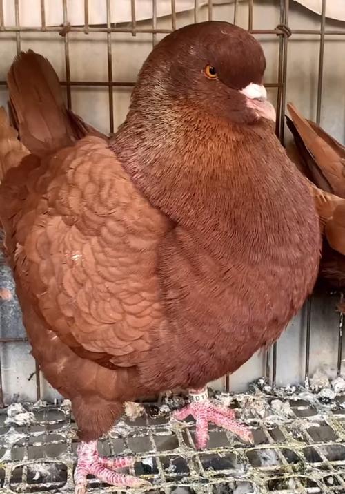 最重的肉鸽品种是什么？-图1