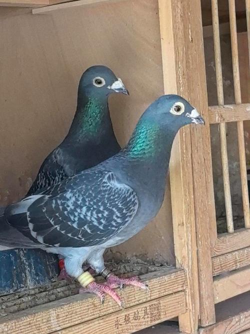 最重的肉鸽品种是什么？-图3
