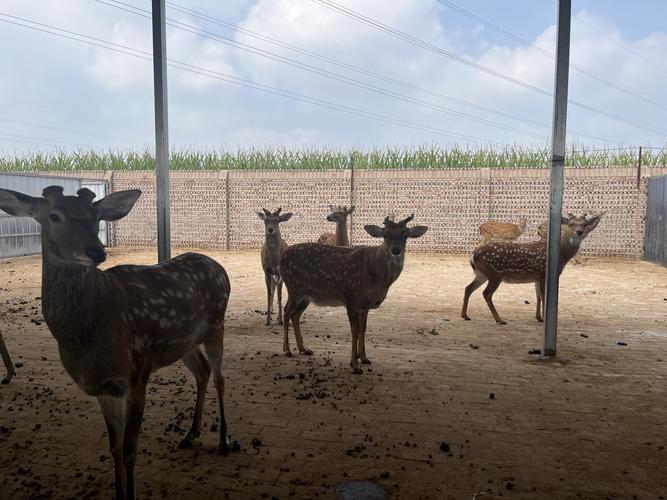 最新鹿舍建设技术图解,关键要点有哪些?-图2 最新鹿舍建设技术图解,关键要点有哪些?-图2
