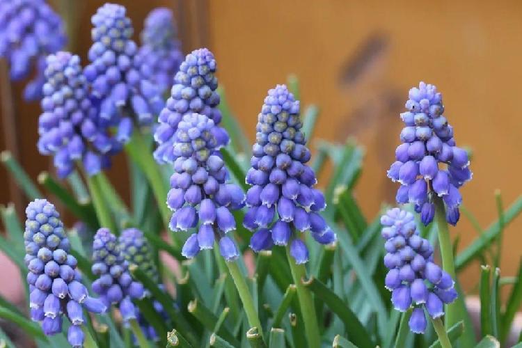 蓝色风信子是哪个品种?-图1 蓝色风信子是哪个品种?-图1