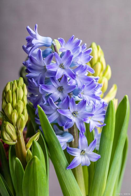 蓝色风信子是哪个品种?-图2 蓝色风信子是哪个品种?-图2