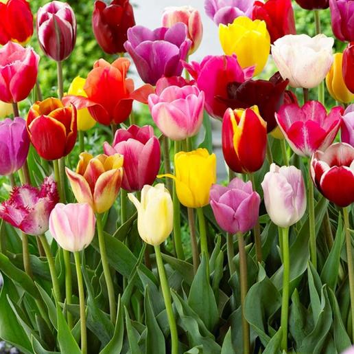 荷兰郁金香品种到底有多少？-图2