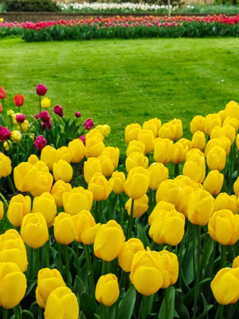 荷兰郁金香品种到底有多少？-图1