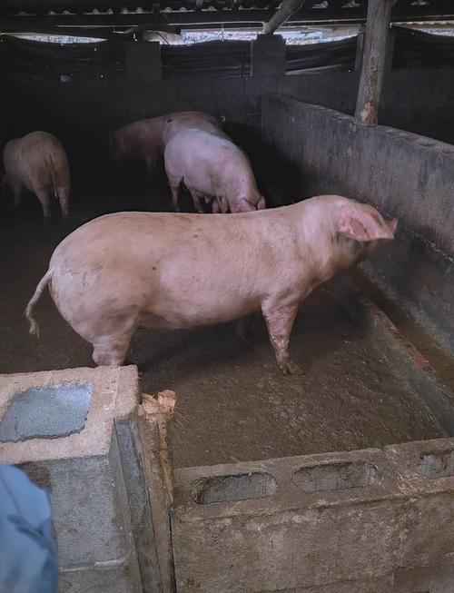 放养土猪养殖技术视频怎么学？-图2