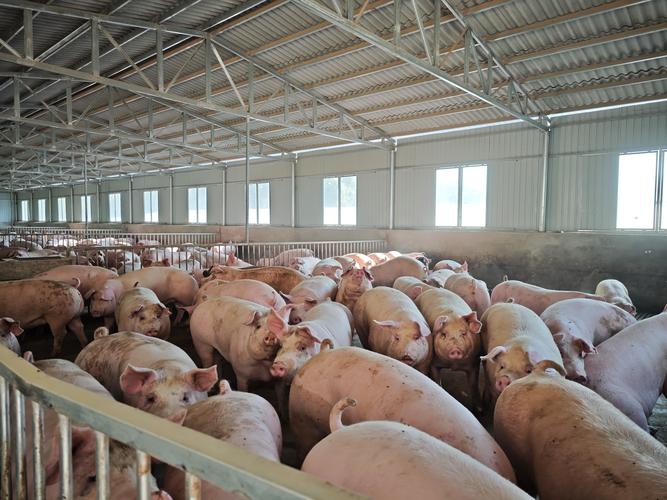 放养土猪养殖技术视频怎么学？-图3