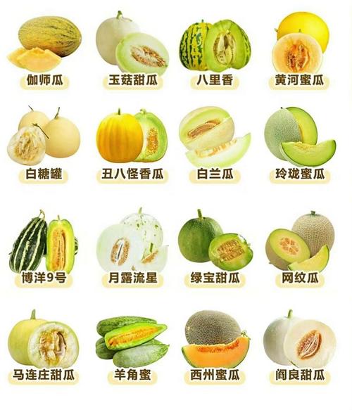最新甜瓜品种是哪个?-图1 最新甜瓜品种是哪个?-图1