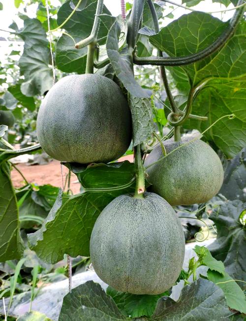 最新甜瓜品种是哪个?-图2 最新甜瓜品种是哪个?-图2