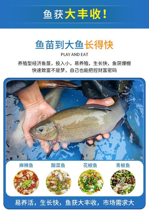 桂花鱼养殖如何高效配饲料？-图2