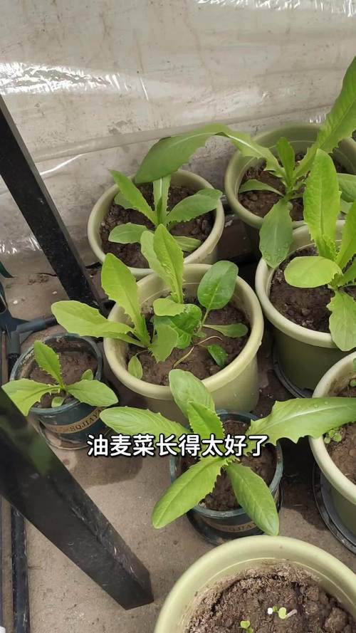 小油麦菜怎么种？视频教你关键技术！-图1