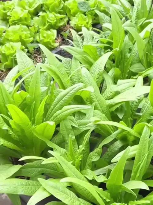 小油麦菜怎么种？视频教你关键技术！-图3