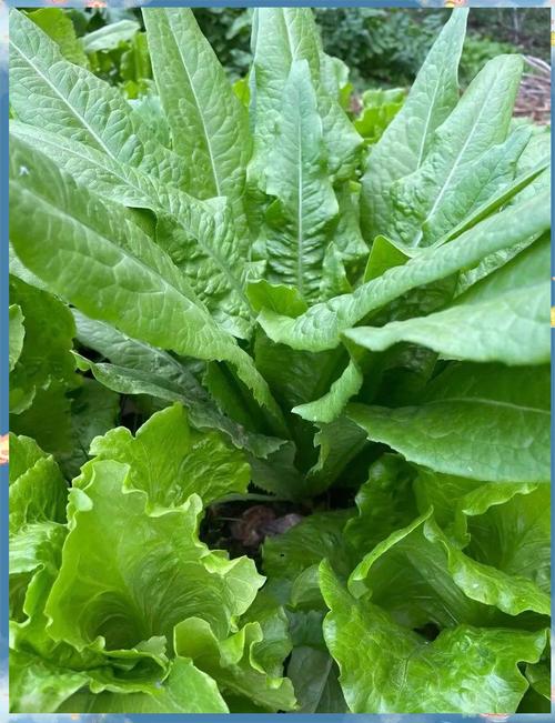 小油麦菜怎么种？视频教你关键技术！-图2