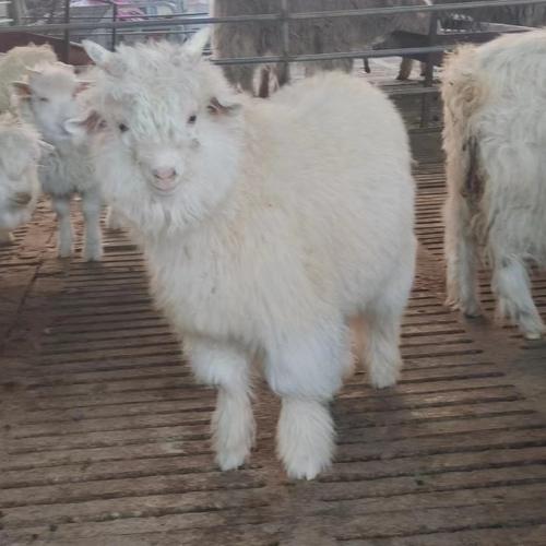 山东适合养哪些山羊品种？-图3