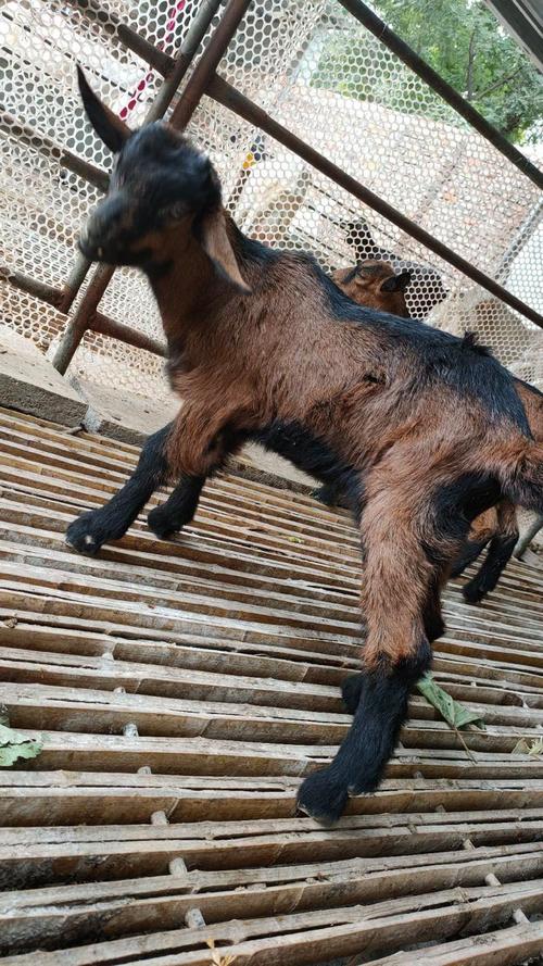 山东适合养哪些山羊品种？-图1