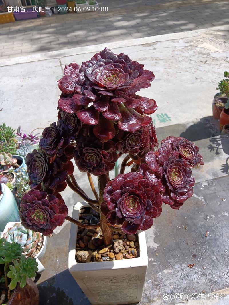 黑法师最贵品种是哪个?价值有多高?-图1 黑法师最贵品种是哪个?价值有多高?-图1